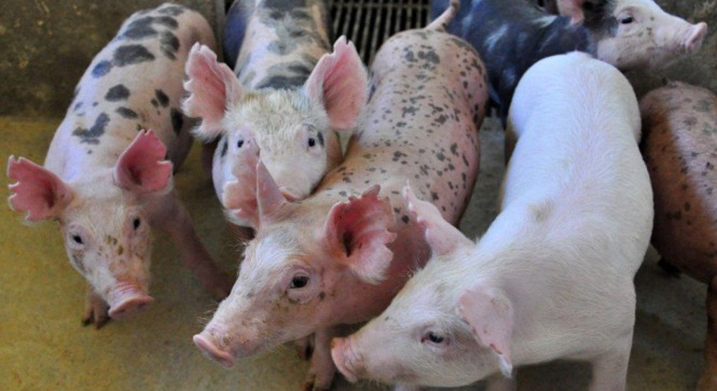 Manejo alimentar adequado garante melhor desempenho na fase de crescimento e termina&ccedil;&atilde;o de su&iacute;nos