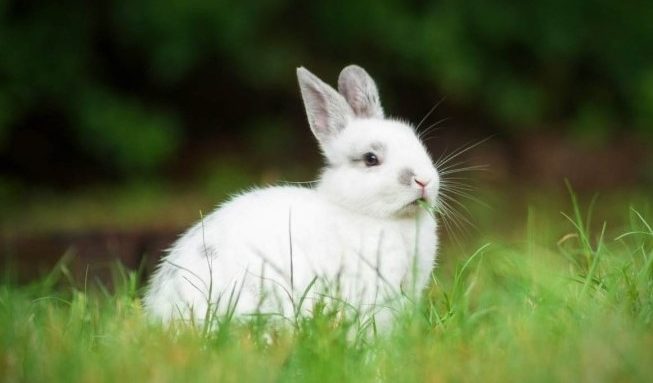 Compra de coelhos na P&aacute;scoa pode levar ao abandono, alerta Prefeitura de Palmas