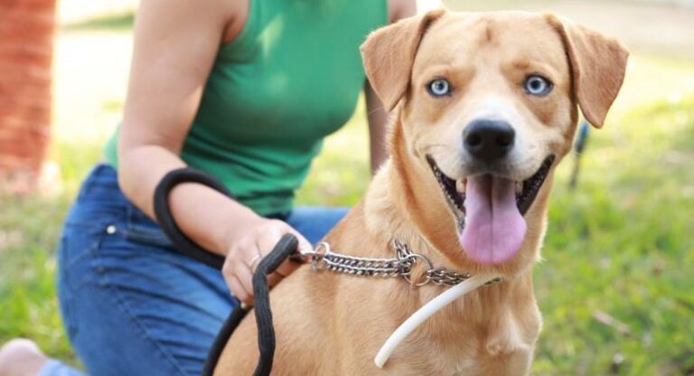 Prefeitura de Palmas refor&ccedil;a proibi&ccedil;&atilde;o de fogos com estampido para prote&ccedil;&atilde;o de crian&ccedil;as, idosos, autistas e animais
