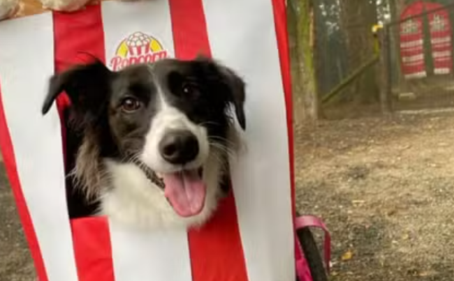 Cachorrinha com paralisia vence concurso de fantasias em creche canina de SC vestida de carrinho de pipoca