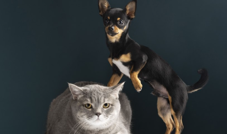 C&atilde;es e gatos s&atilde;o realmente inimigos? Mitos e fatos sobre a conviv&ecirc;ncia