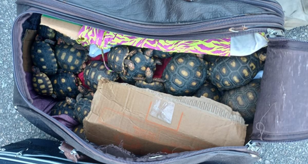 PRF prende homem com 600 filhotes de jabutis escondidos em mala na BR-116