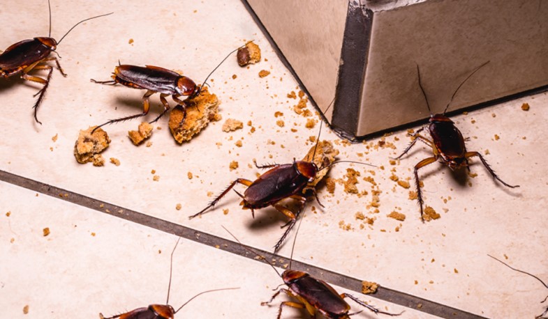Baratas carregam mais de 1 milh&atilde;o de bact&eacute;rias e podem transmitir doen&ccedil;as graves