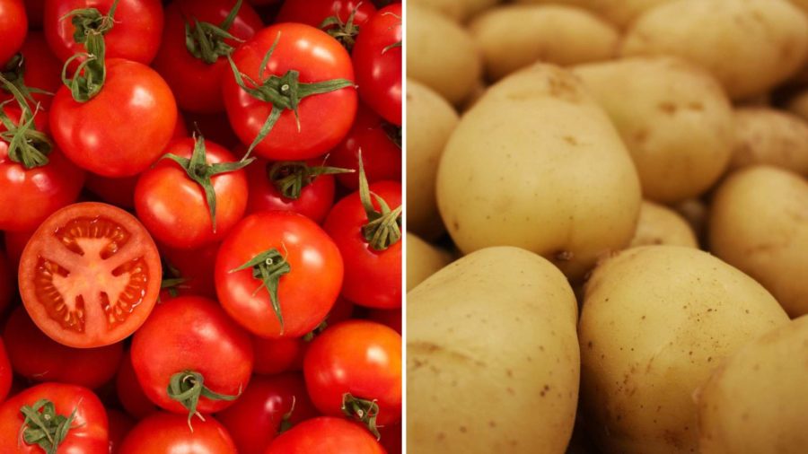Batata surgiu h&aacute; 9 milh&otilde;es de anos a partir do cruzamento natural com tomate selvagem, revela estudo gen&eacute;tico