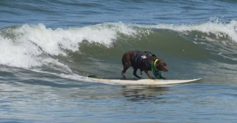 Cacau, labradora de B&uacute;zios, defende t&iacute;tulo mundial de surfe na Calif&oacute;rnia