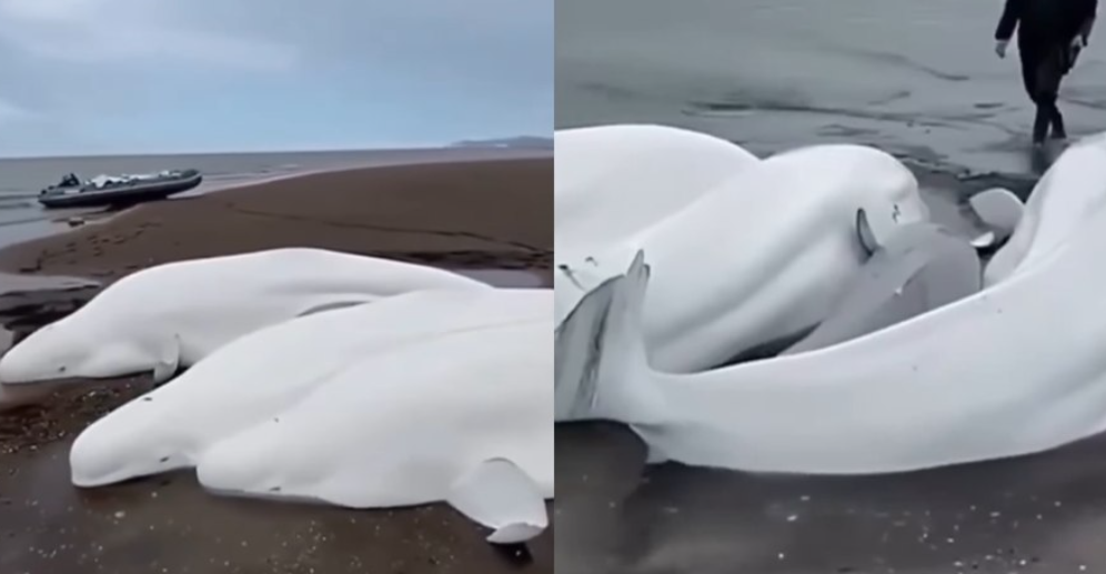 Cinco baleias-beluga ficam encalhadas na pen&iacute;nsula de Kamchatka e s&atilde;o resgatadas pela comunidade local