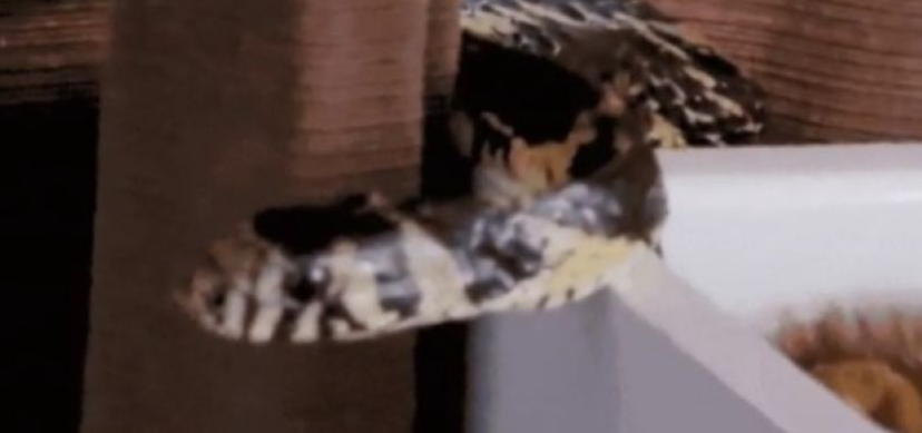Fam&iacute;lia se depara com cobra em ber&ccedil;o, mas crian&ccedil;a n&atilde;o correu risco