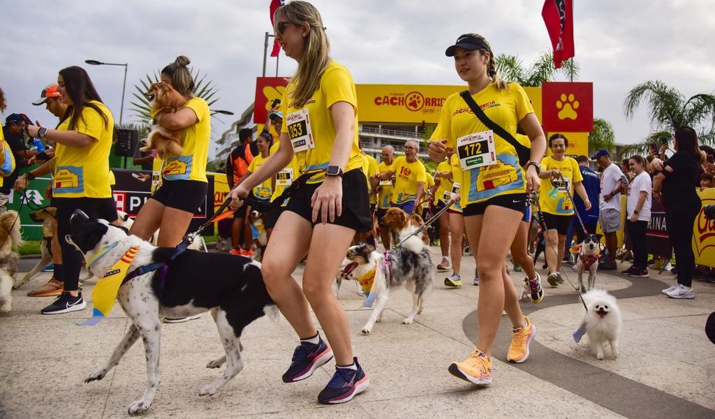 Do asfalto &agrave;s patinhas: cuidados essenciais para correr com seu c&atilde;o