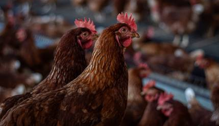 Korin lan&ccedil;a diagn&oacute;stico ESG para produtores rurais em parceria com a MyTS