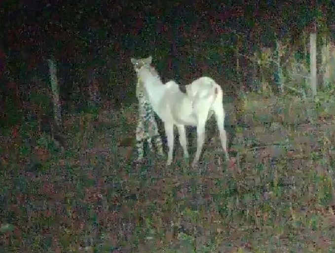 On&ccedil;a-pintada &eacute; flagrada durante ataque a bezerro em pasto de fazenda no Tocantins