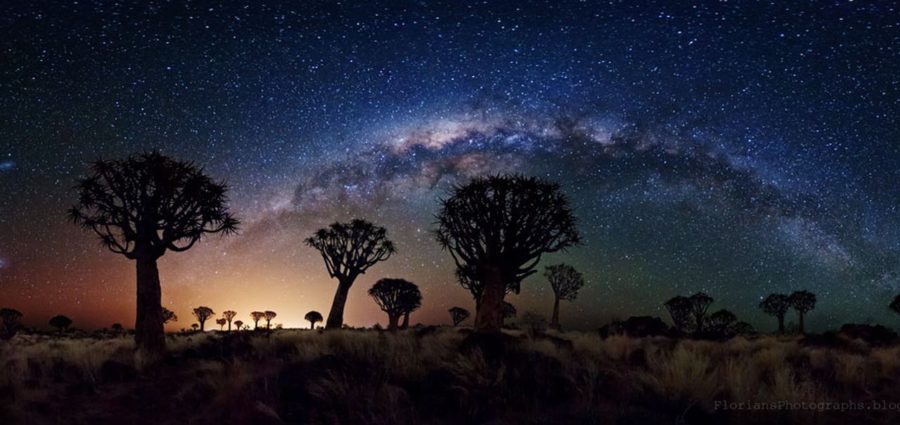 Estudo revela: h&aacute; mais &aacute;rvores na Terra do que estrelas na gal&aacute;xia