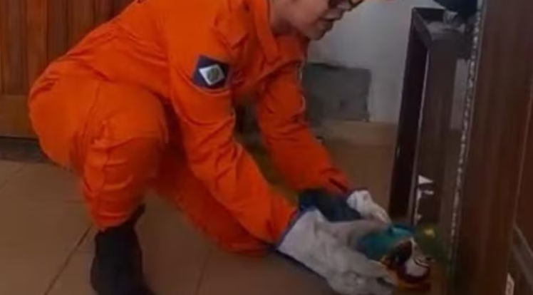Arara-canind&eacute; atropelada &eacute; resgatada por bombeiros em Lucas do Rio Verde (MT)