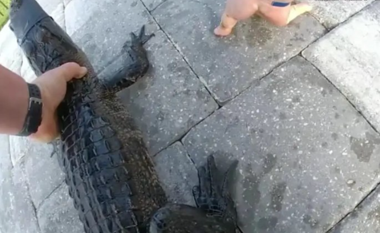 Policial da Fl&oacute;rida viraliza ao prender jacar&eacute; com cinto de seguran&ccedil;a em viatura
