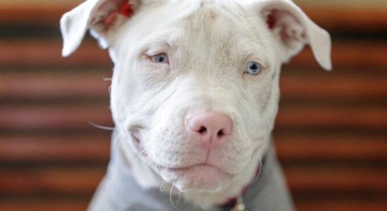 Bulldogs Franceses Albinos: Especialista Alerta para Riscos da Populariza&ccedil;&atilde;o e Cuidados Essenciais