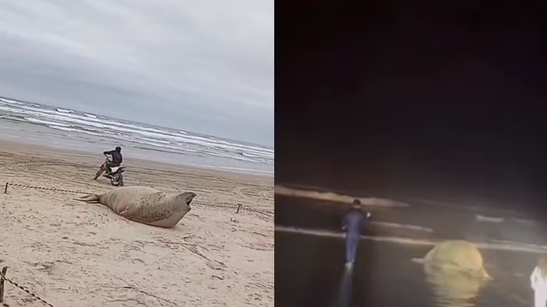 Homem &eacute; multado em R$ 7,5 mil por importunar elefante-marinho em praia de SC