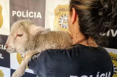 Pol&iacute;cia resgata cordeiro furtado dentro de cozinha durante opera&ccedil;&atilde;o; animal estava amarrado e faminto Bag&eacute; (RS)