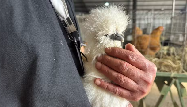 Galinhas pet viram atra&ccedil;&atilde;o e conquistam espa&ccedil;o na Expointer em Esteio (RS)