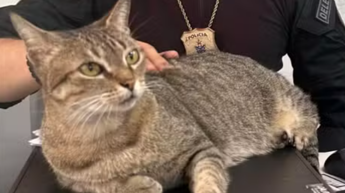 Gata vira mascote e s&iacute;mbolo de afeto na 1&ordf; Delegacia de Feira de Santana (BA)
