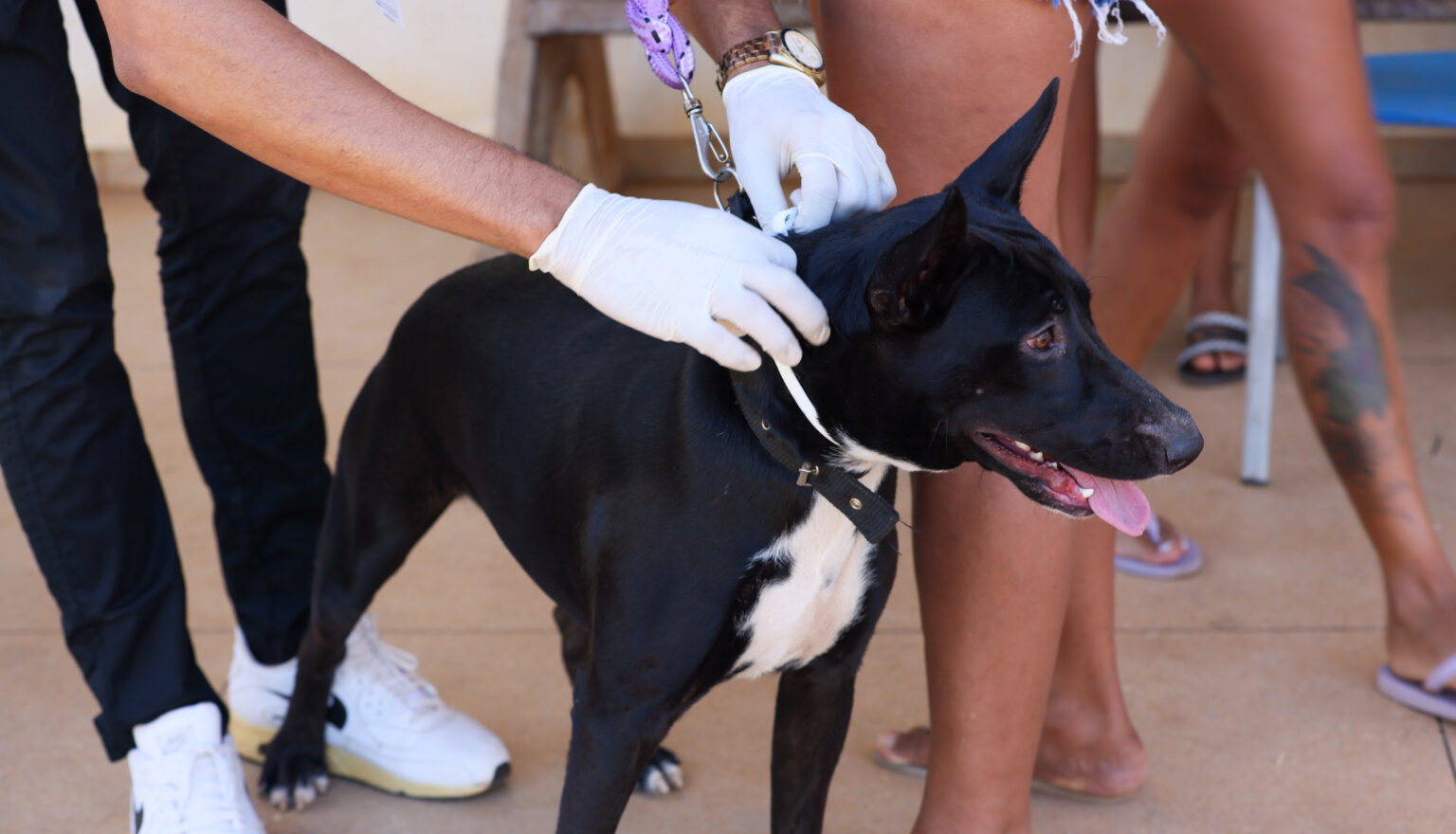 Moradores de Palmas levam pets para vacina&ccedil;&atilde;o e encoleiramento contra calazar
