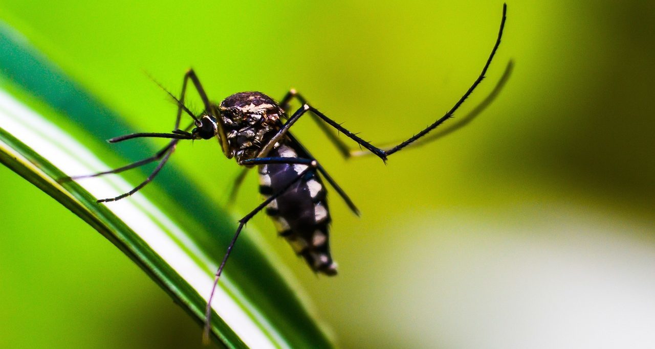 Estudo internacional aponta diferen&ccedil;as imunol&oacute;gicas que explicam infec&ccedil;&otilde;es por dengue sem sintomas