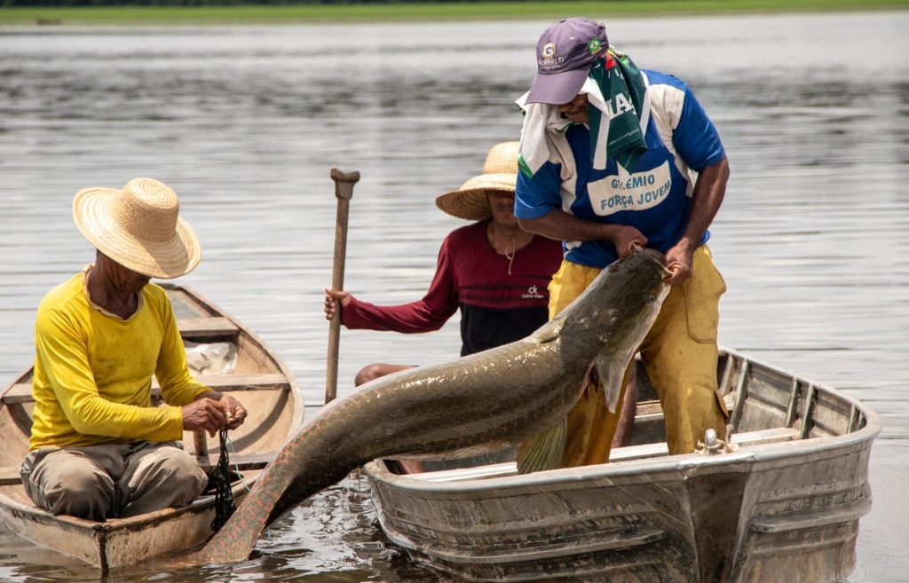 Pirarucu agora pode ser pescado? Entenda regra do Ibama que surpreende