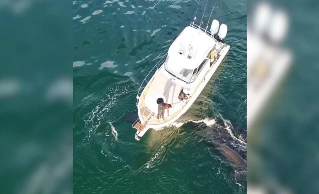 Dono de barco que atropelou uma baleia em Santa Catarina &eacute; encontrado e multado em R$ 12 mil