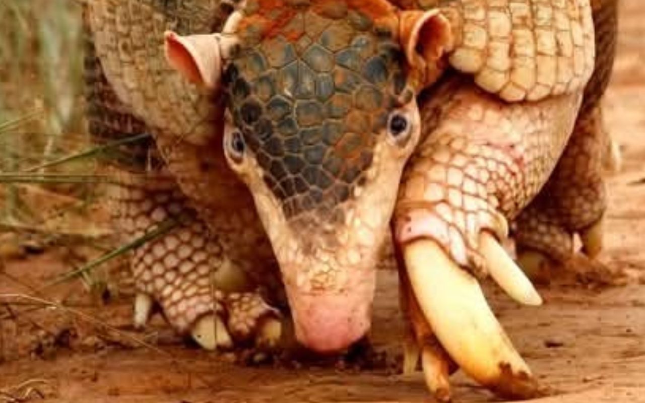 O maior tatu do mundo &eacute; brasileiro, pouco conhecido e tem garras de dinossauro
