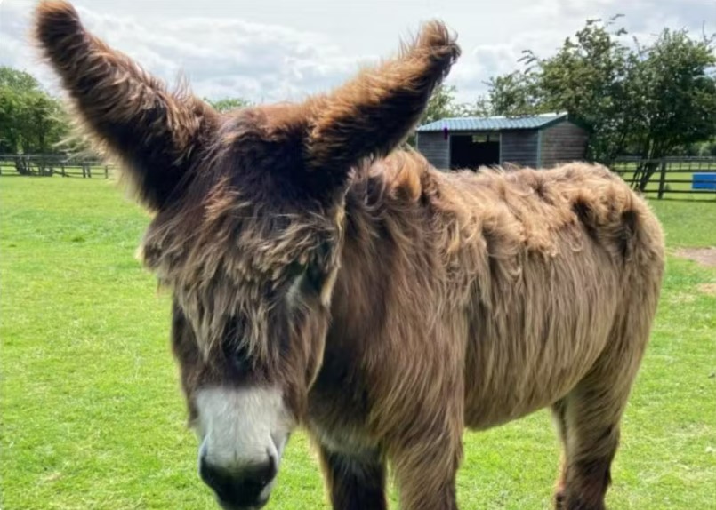 Burro mais alto e o mais &lsquo;orelhudo&rsquo; do mundo entram para o Guinness World Records 2026
