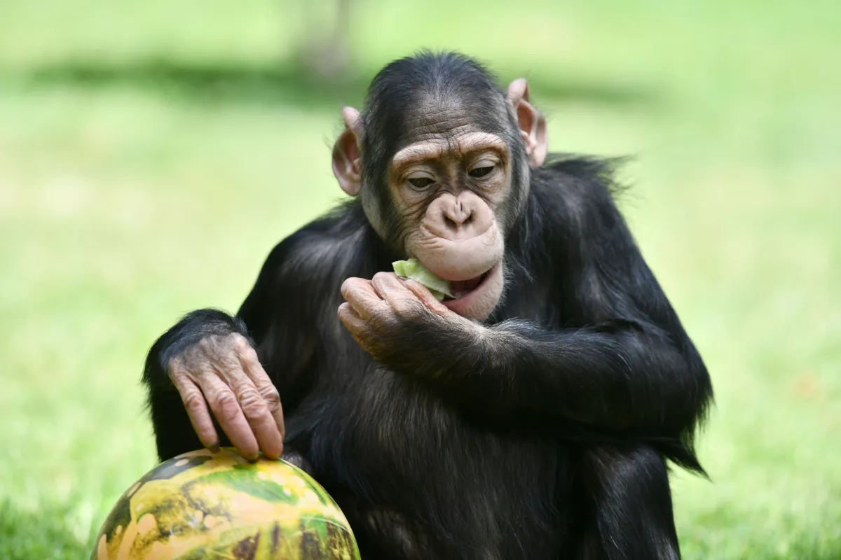 Estudo revela que chimpanz&eacute;s podem consumir o equivalente a 2 doses de &aacute;lcool por dia