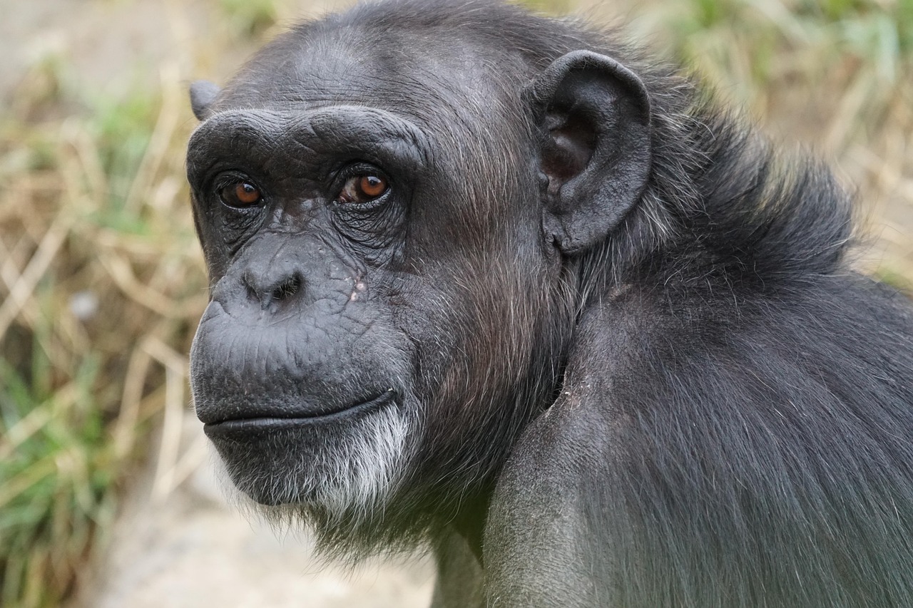 “E quando assoviei meu chimpanz&eacute; nem acordou”, entenda por que eles consomem tanto &aacute;lcool