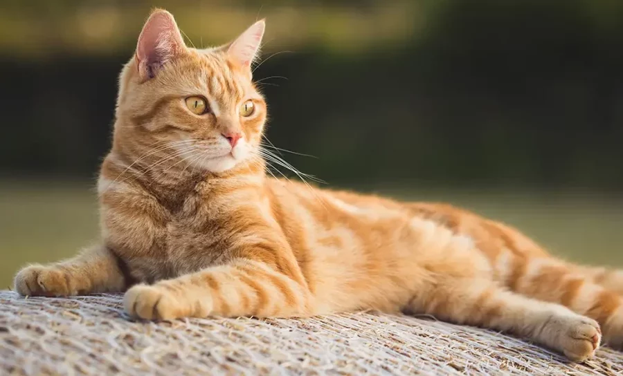 Sensibilidade auditiva explica comportamento calmo dos gatos, dizem especialistas