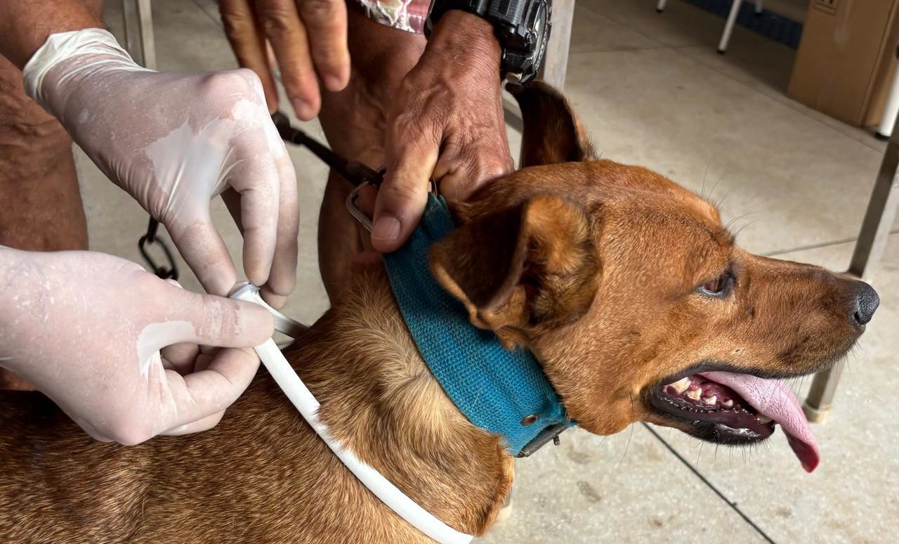 Gurupi lidera a&ccedil;&otilde;es de sa&uacute;de animal no Tocantins e j&aacute; supera castra&ccedil;&otilde;es de todo o ano passado
