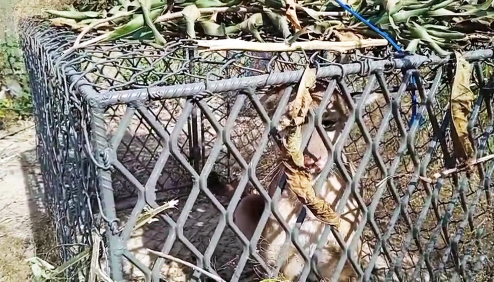 Morador captura on&ccedil;a-parda em armadilha ap&oacute;s desaparecimento de galinhas em Charqueada SP