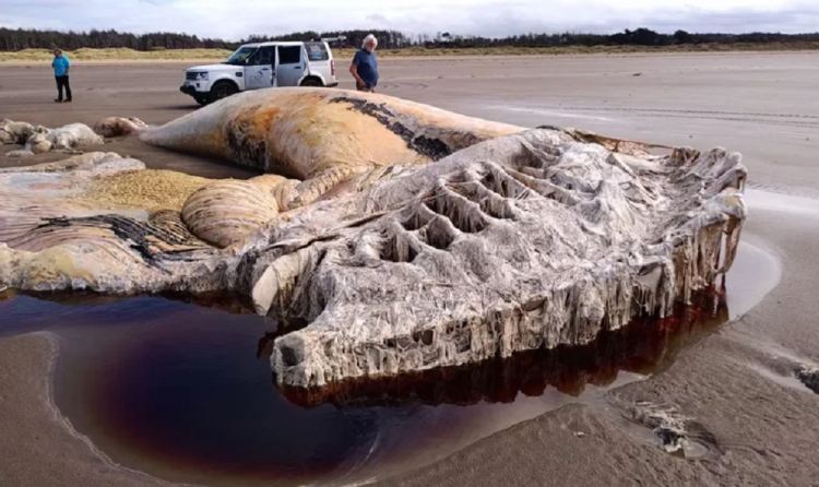 Carca&ccedil;a da segunda maior esp&eacute;cie de baleia do mundo &eacute; encontrada em praia do Reino Unido