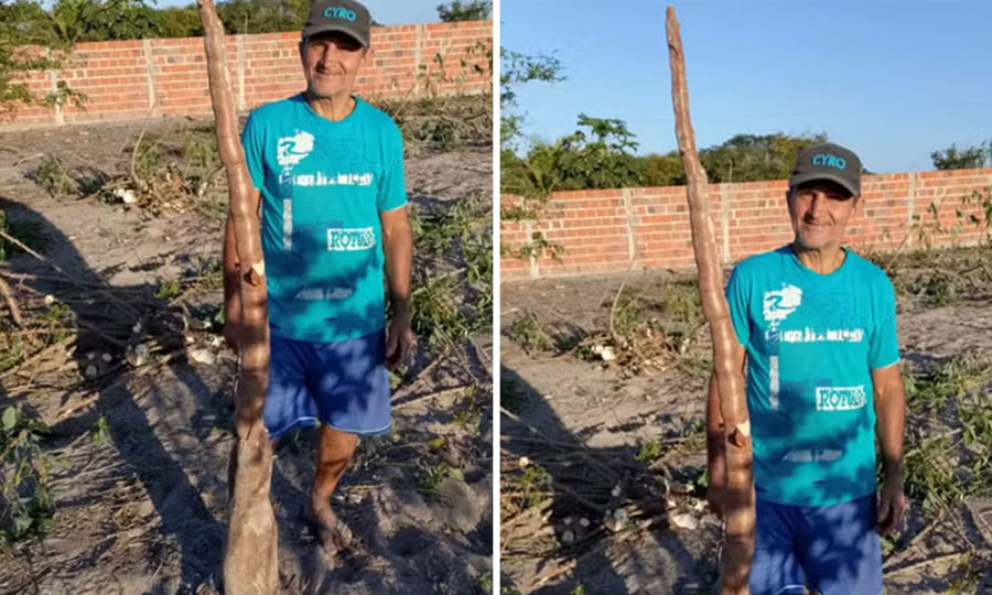 Agricultor colhe mandioca de quase 2 metros no interior da Bahia: &lsquo;Nunca tinha visto desse porte&rsquo;