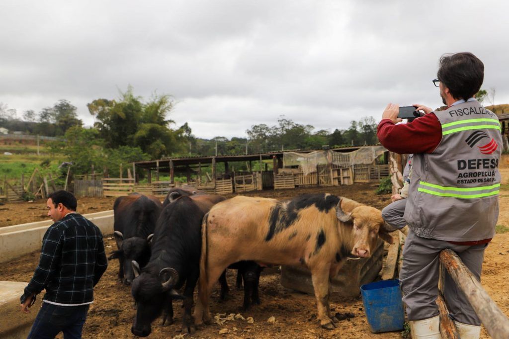 Governo de SP transfere b&uacute;falos do rio Pinheiros para haras em Suzano