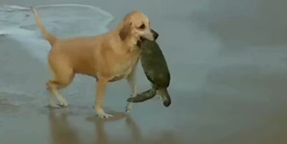 Cachorra caramelo resgata tartaruga marinha na Praia da Arma&ccedil;&atilde;o em Penha (SC)