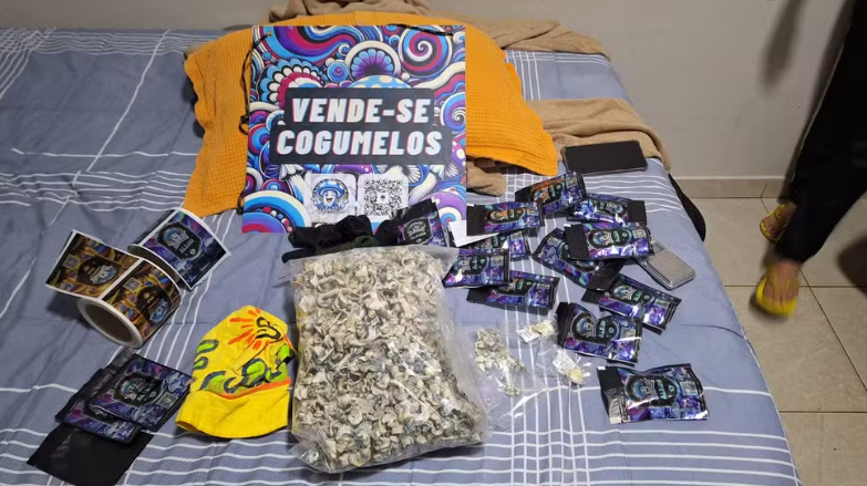 Pol&iacute;cia Civil desarticula maior rede de venda de “cogumelos m&aacute;gicos” do Brasil