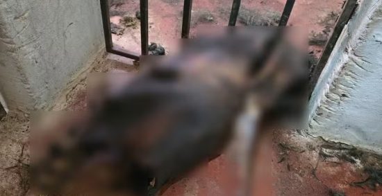 Dono de abrigo clandestino &eacute; preso ap&oacute;s c&atilde;es mortos serem encontrados em Planaltina (DF)