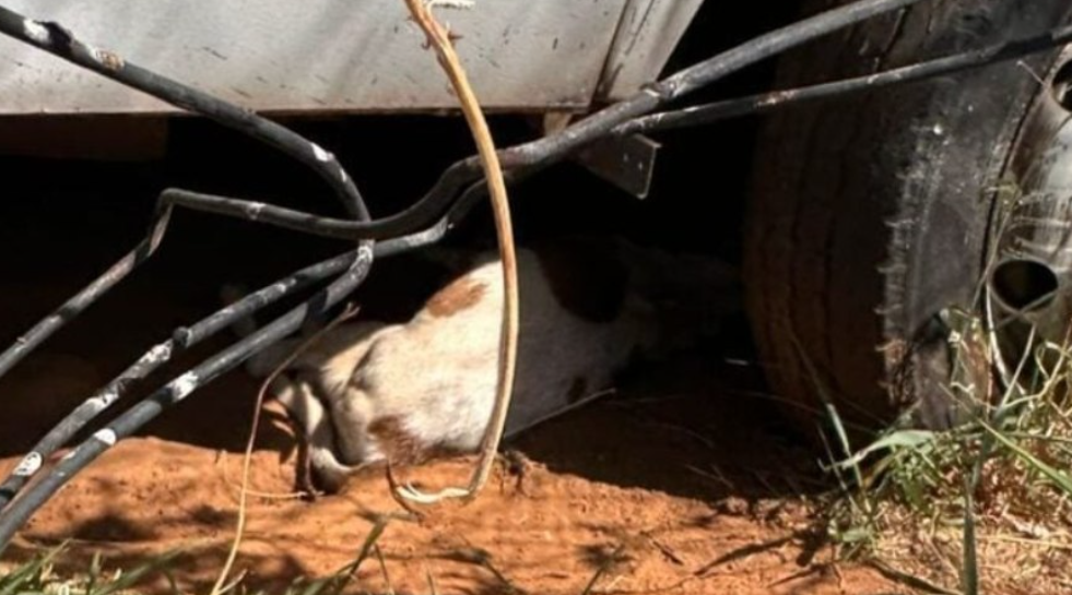 PC investiga morte de c&atilde;es envenenados em delegacia; policial &eacute; suspeito em Goi&acirc;nia (GO)