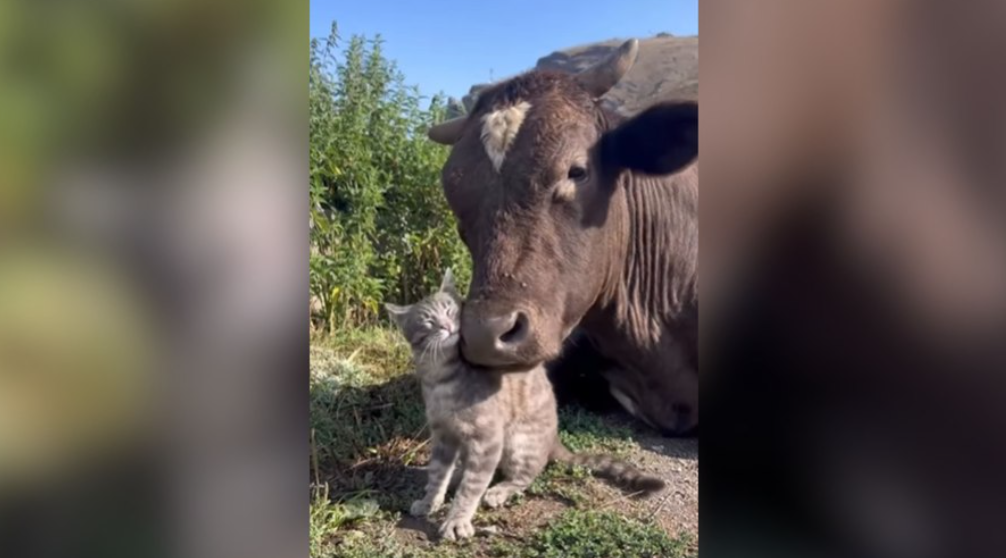 Touro e gatinho protagonizam cena de carinho e encantam a web na R&uacute;ssia