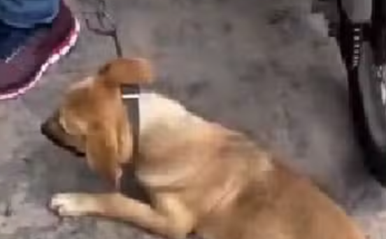 Homem embriagado &eacute; preso ap&oacute;s arrastar cachorro amarrado em motocicleta em Alagoas