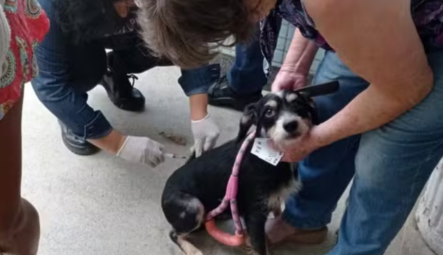 Matilha de c&atilde;es ataca moradores e fere crian&ccedil;a de 2 anos em bairros de Vit&oacute;ria
