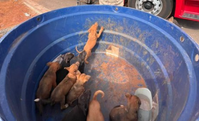 Bombeiros resgatam nove filhotes de cachorro em Goiatuba (GO)