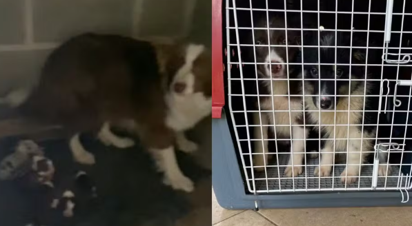 Homem &eacute; preso por maus-tratos contra 24 c&atilde;es em canil irregular em Florian&oacute;polis SC