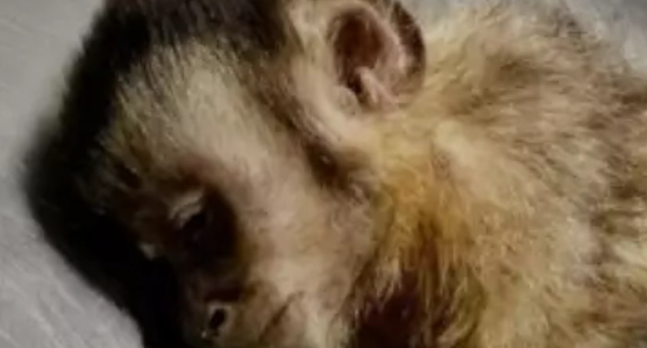 Macaca-prego parapl&eacute;gica por tiro de chumbinho n&atilde;o resiste e morre no RJ