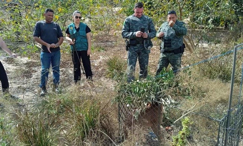 Ap&oacute;s galinhas sumirem de s&iacute;tio, morador faz armadilha e captura on&ccedil;a no interior de SP