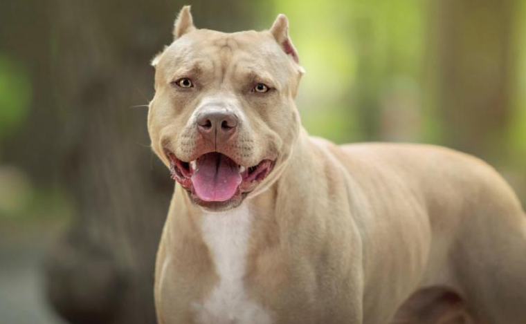 Pitbull que estava na fam&iacute;lia h&aacute; 7 anos ataca e mata beb&ecirc;