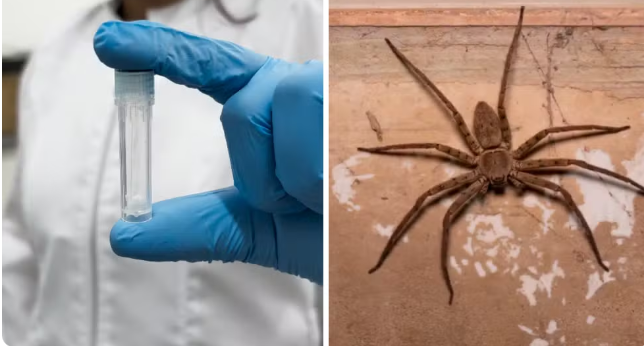 Veneno da aranha armadeira tem efeito promissor em tratamento contra c&acirc;ncer cerebral e de mama, aponta estudo