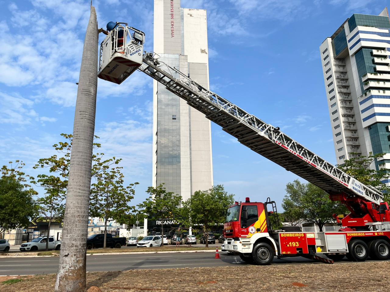 Arara-canind&eacute; &eacute; salva por bombeiros ap&oacute;s ficar presa em &aacute;rvore em Palmas